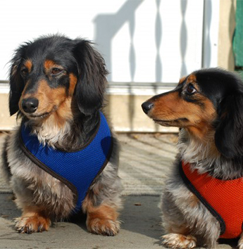 Daschunds Daschunds